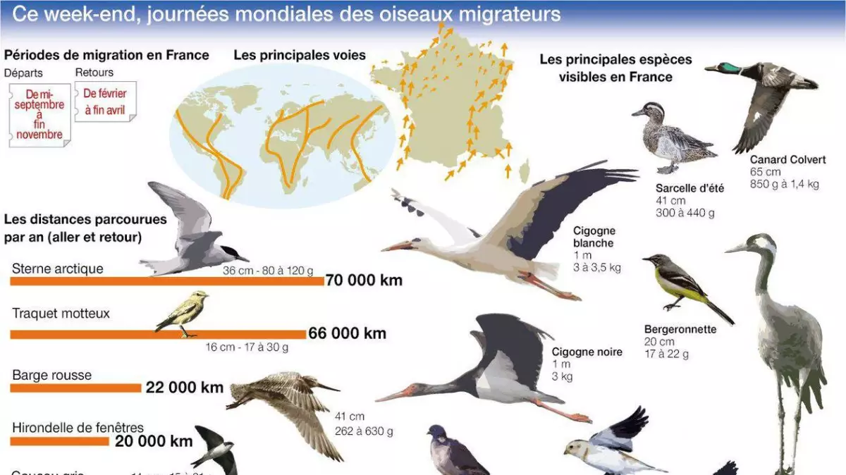 La Corse, un paradis pour les oiseaux migrateurs